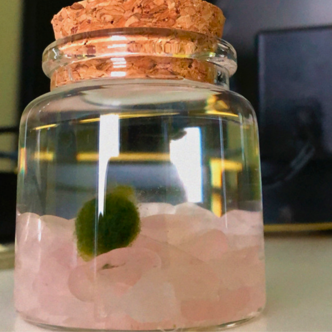 Small Marimo Moss Ball Terrarium with Rose Quartz Gemstones