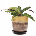 Metal Two Tone Pot - Joe Drainage 3.5-5in 8 Colors