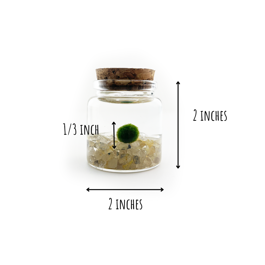 Small Marimo Moss Ball Terrarium with Golden Quartz Stones