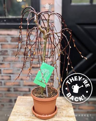 6” Pussy Willow 3ft