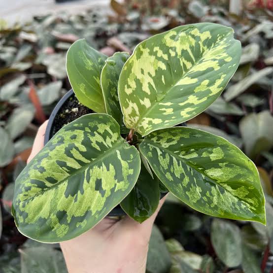 Homalomena Camo
