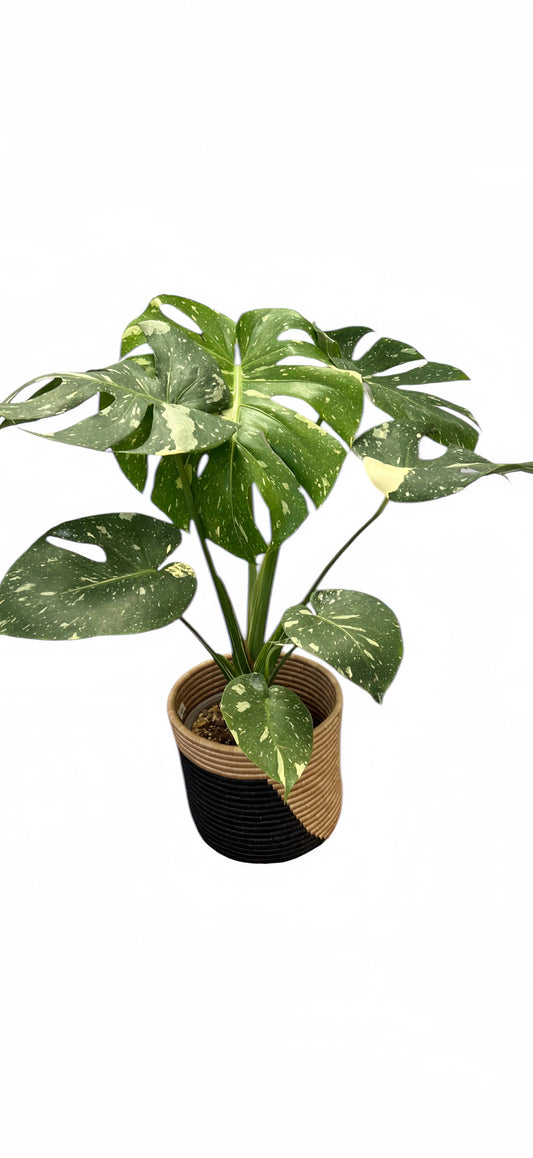 Monstera Thai Constellation