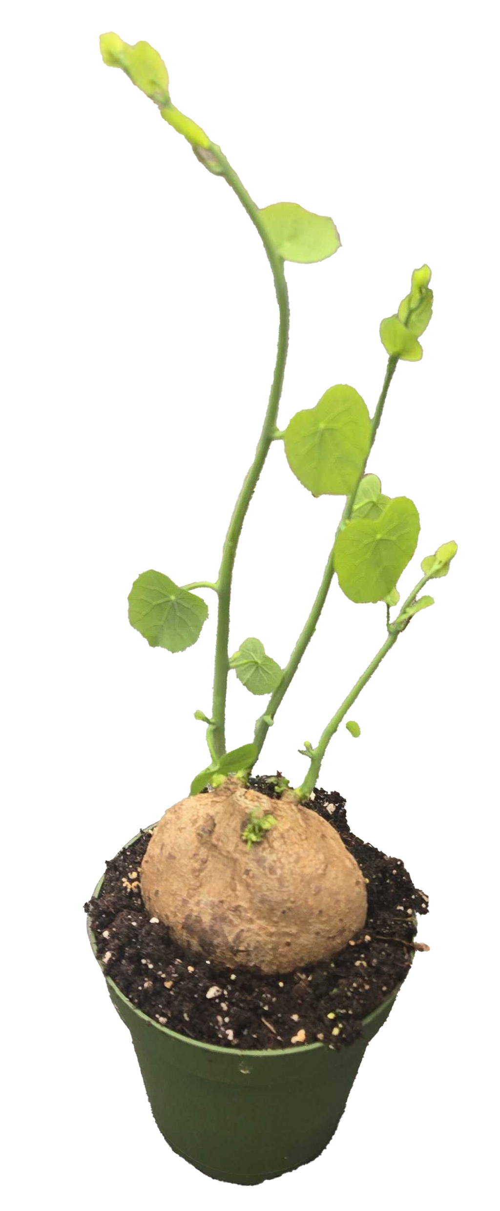 Stephania Erecta 4 inch Grower Pot