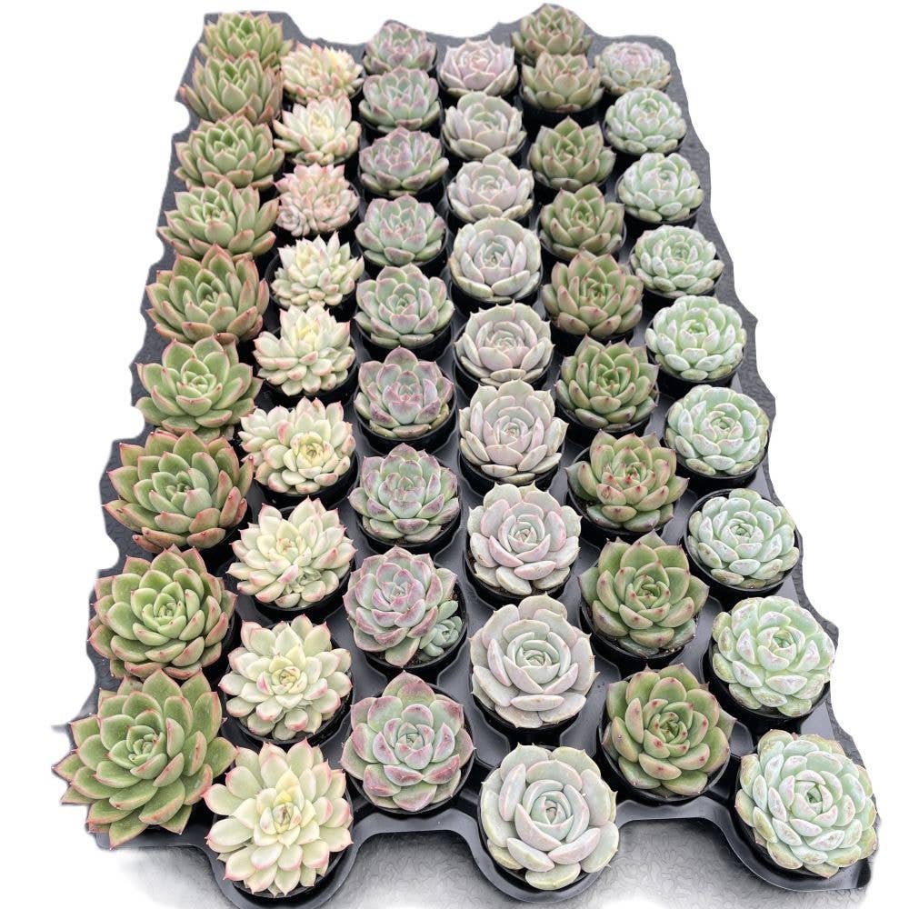 Assorted Rosettes Succulents Bulk 54 Tray - 2in Pot