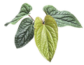 Anthurium Radicans x Luxurians  4 inch Grower Pot