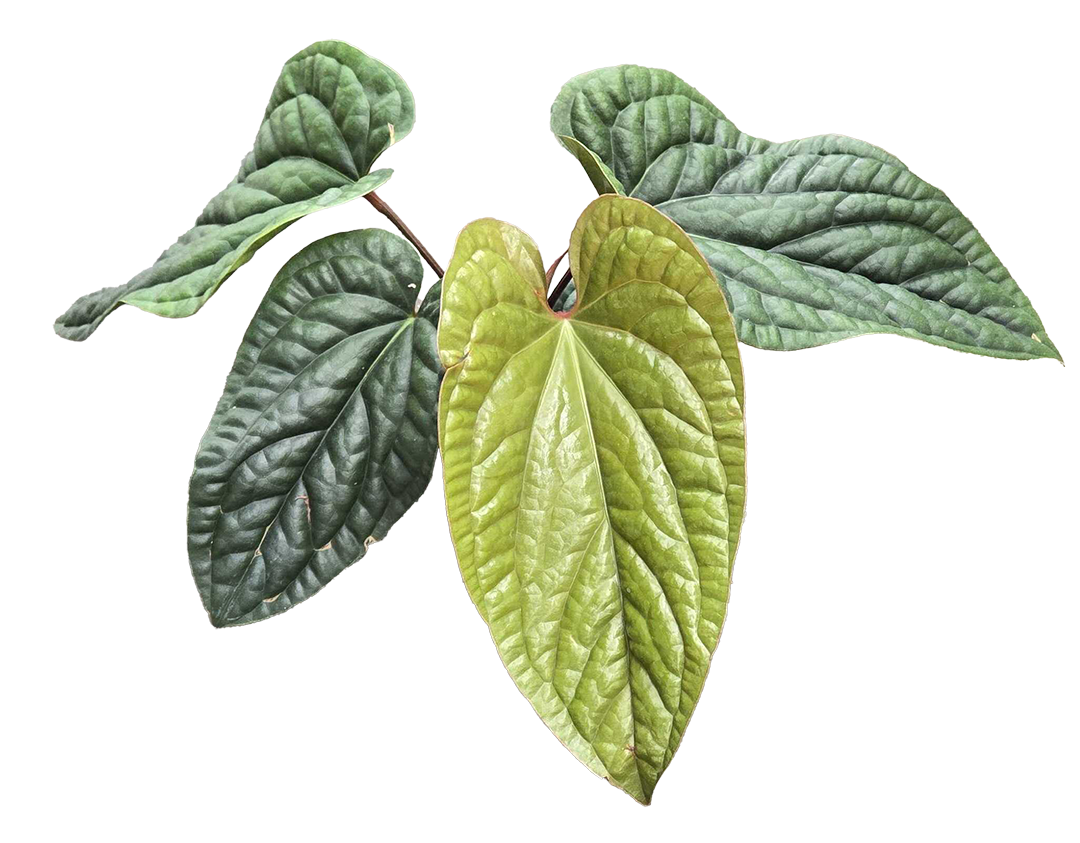 Anthurium Radicans x Luxurians  4 inch Grower Pot