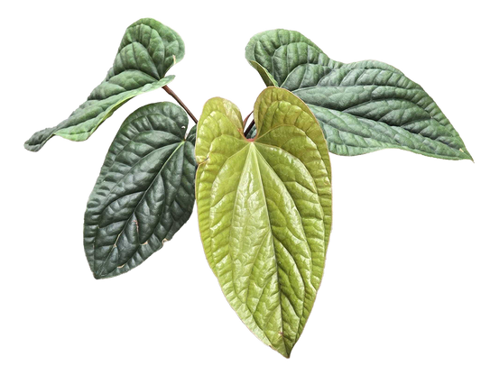 Anthurium Radicans x Luxurians  4 inch Grower Pot