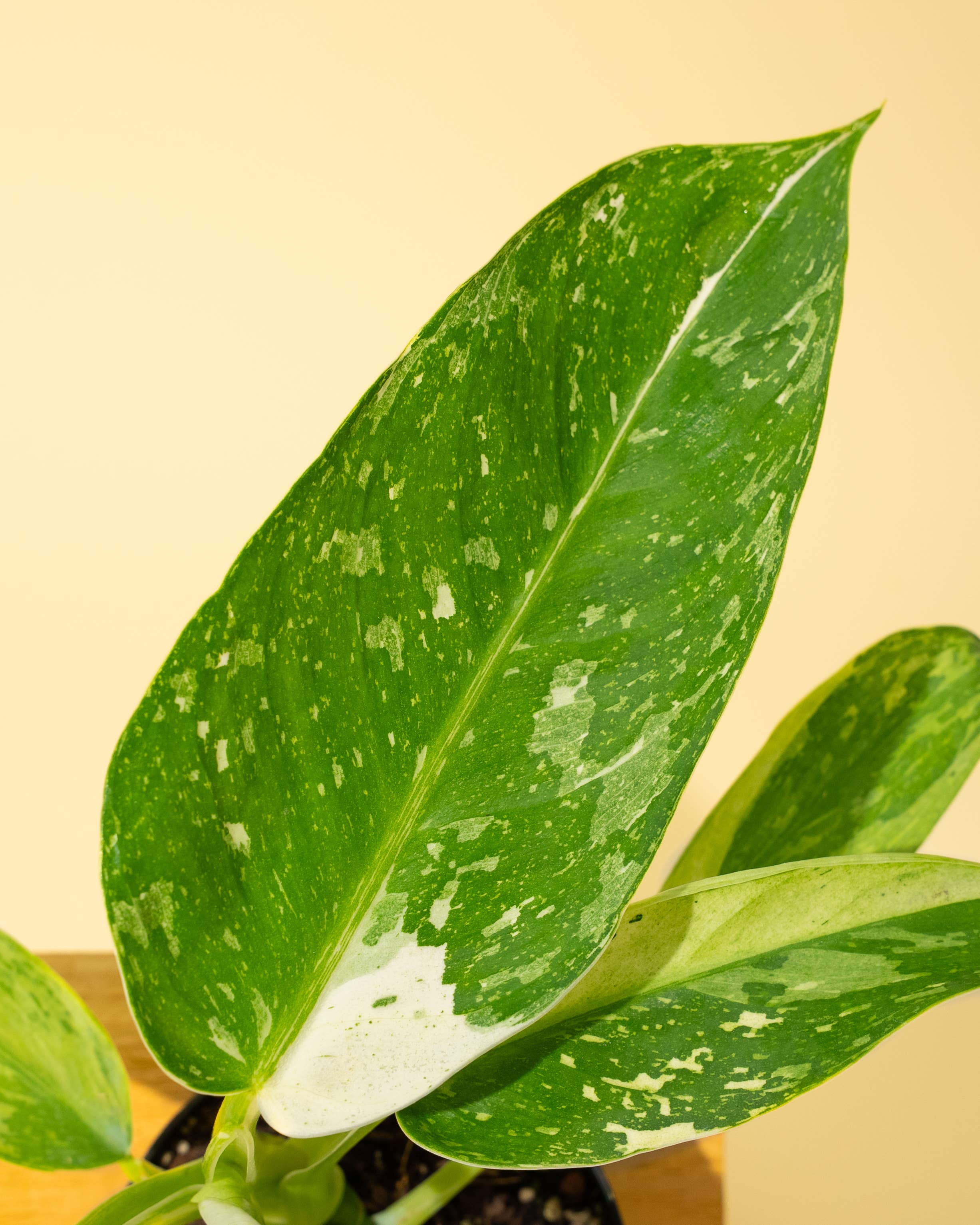 4" Philodendron 'Jose Buono Fiesta'