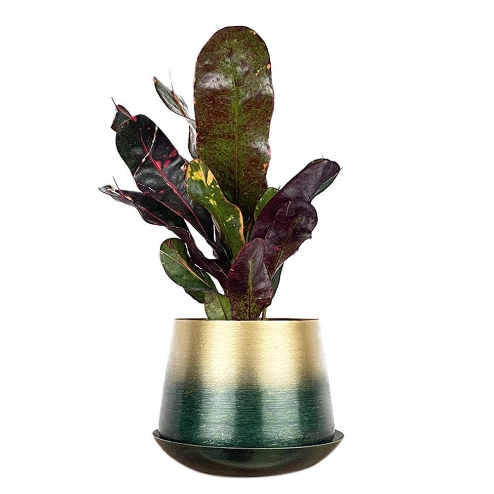 Metal Two Tone Pot - Joe Drainage 3.5-5in 8 Colors