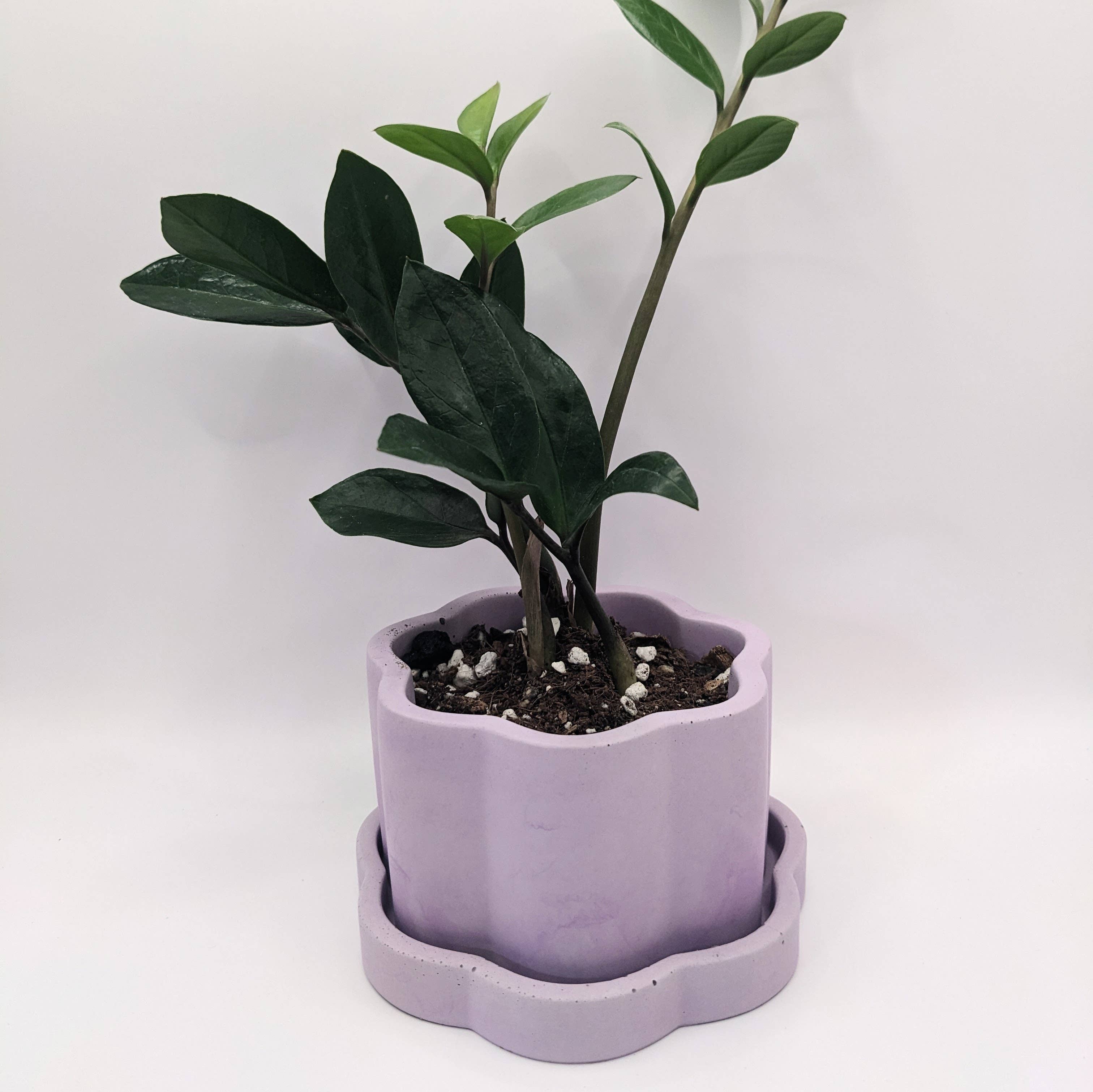 Groovy Colorful Plant Pot | 4" with Drain and Tray