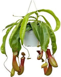 Nepenthes 8”