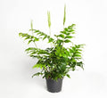 Anemia Mexican Fern 4”