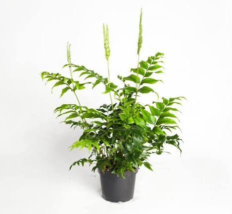 Anemia Mexican Fern 4”