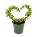 Portulaca heart