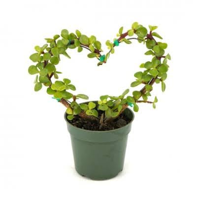 Portulaca heart