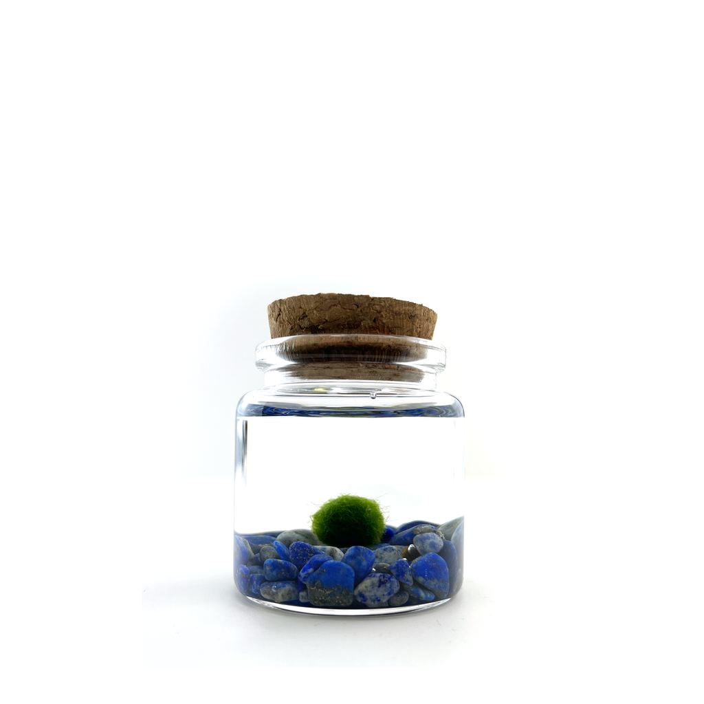 Small Marimo Moss Ball Terrarium with Lapis Lazuli Gemstones
