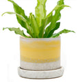 Ceramic Pot With Drainage Hole - Minute 2 Sizes 16 Colors