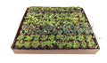 2" Strings of Things Live Plant Mix