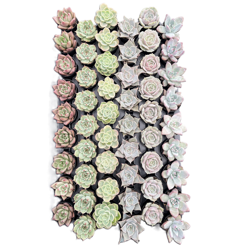 Assorted Rosettes Succulents Bulk 54 Tray - 2in Pot