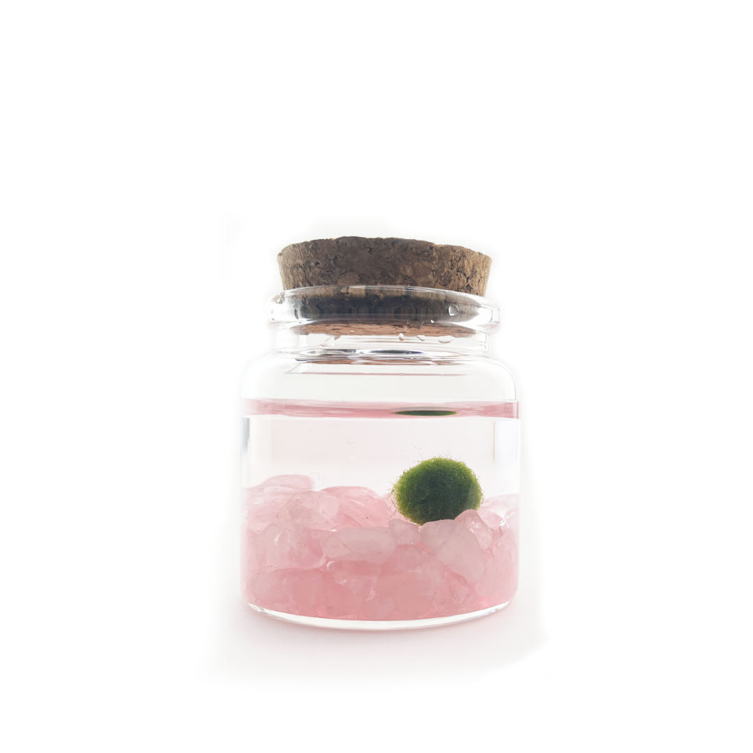 Small Marimo Moss Ball Terrarium with Rose Quartz Gemstones