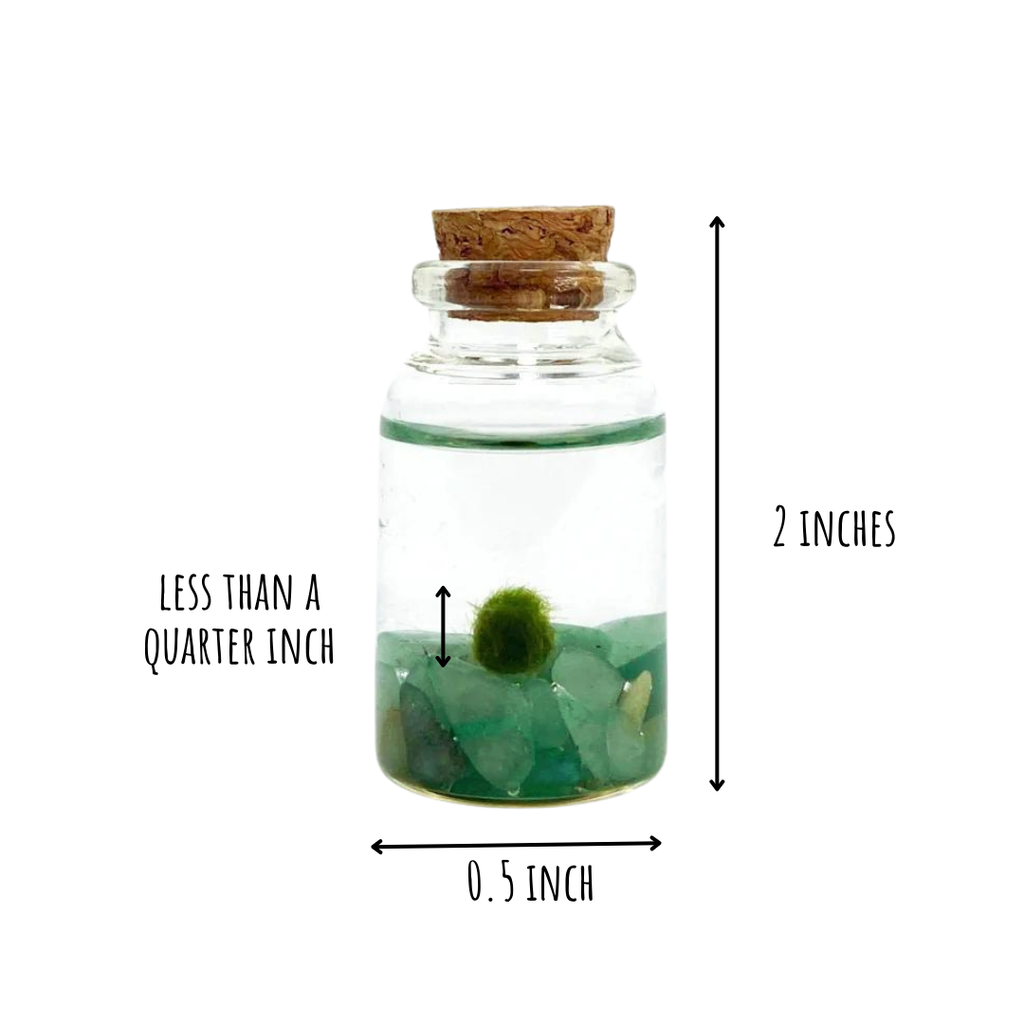 Tiny Marimo Moss Ball Terrarium with Aventurine Gemstones