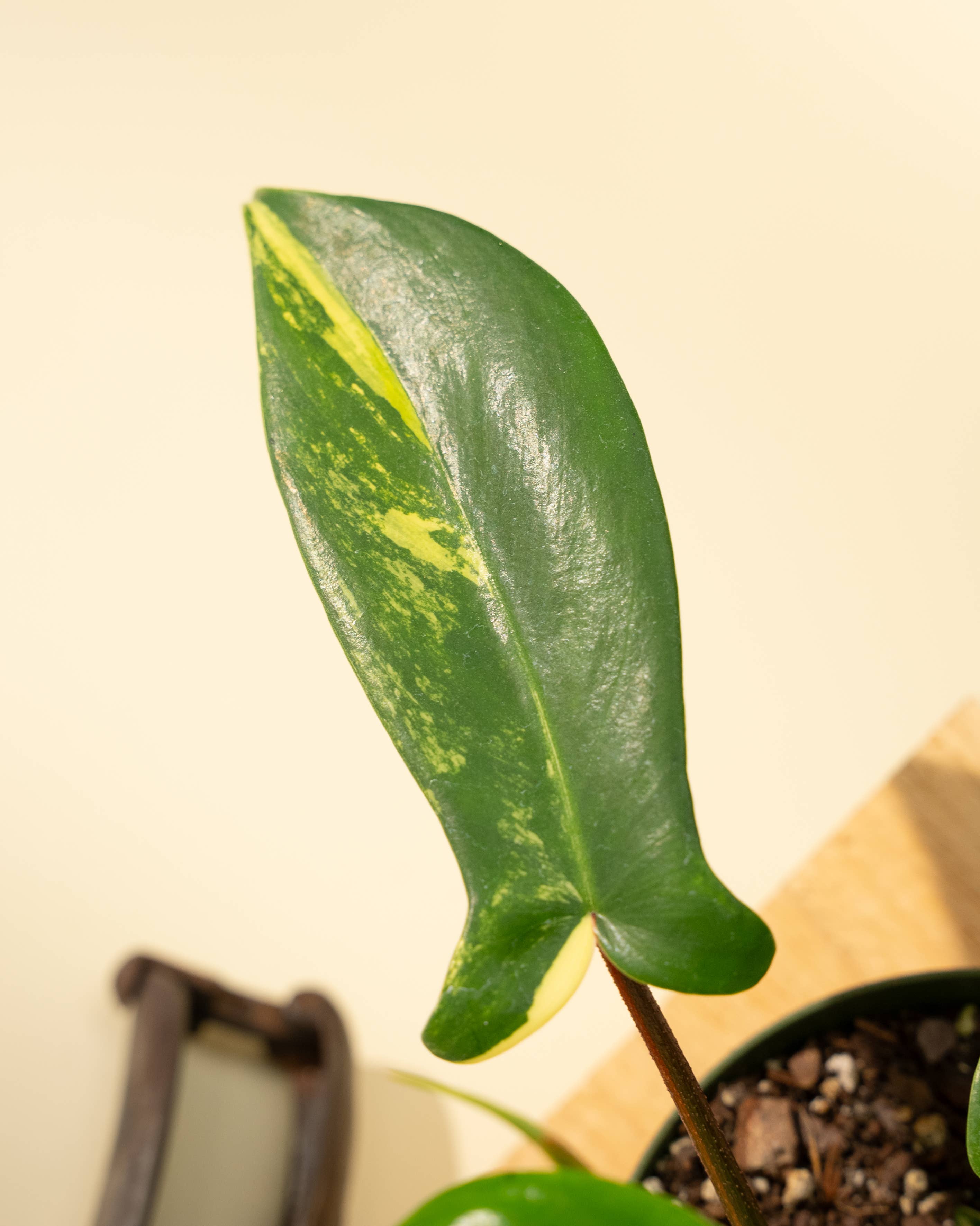 4" Philodendron Florida Beauty 'Sunrise'