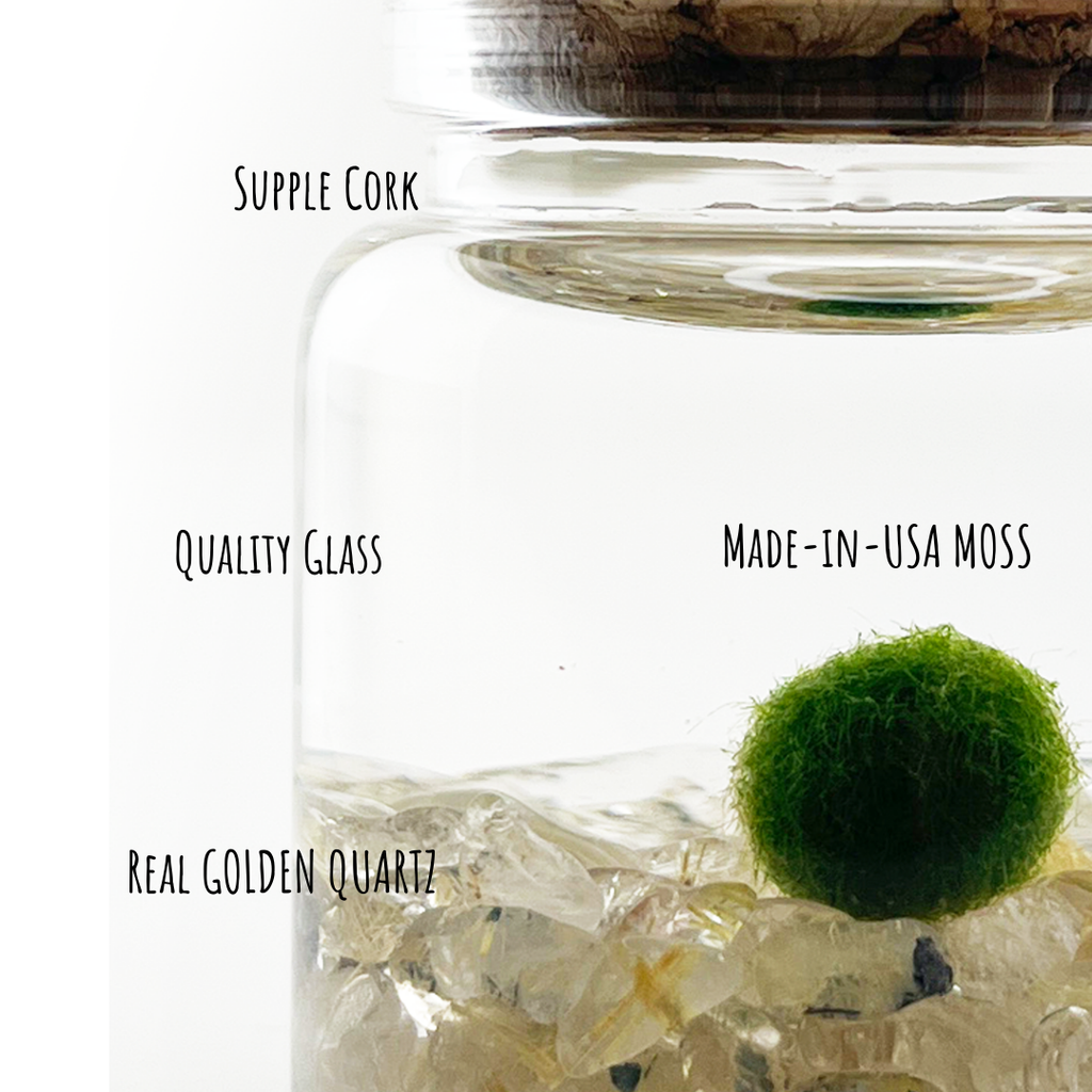 Small Marimo Moss Ball Terrarium with Golden Quartz Stones