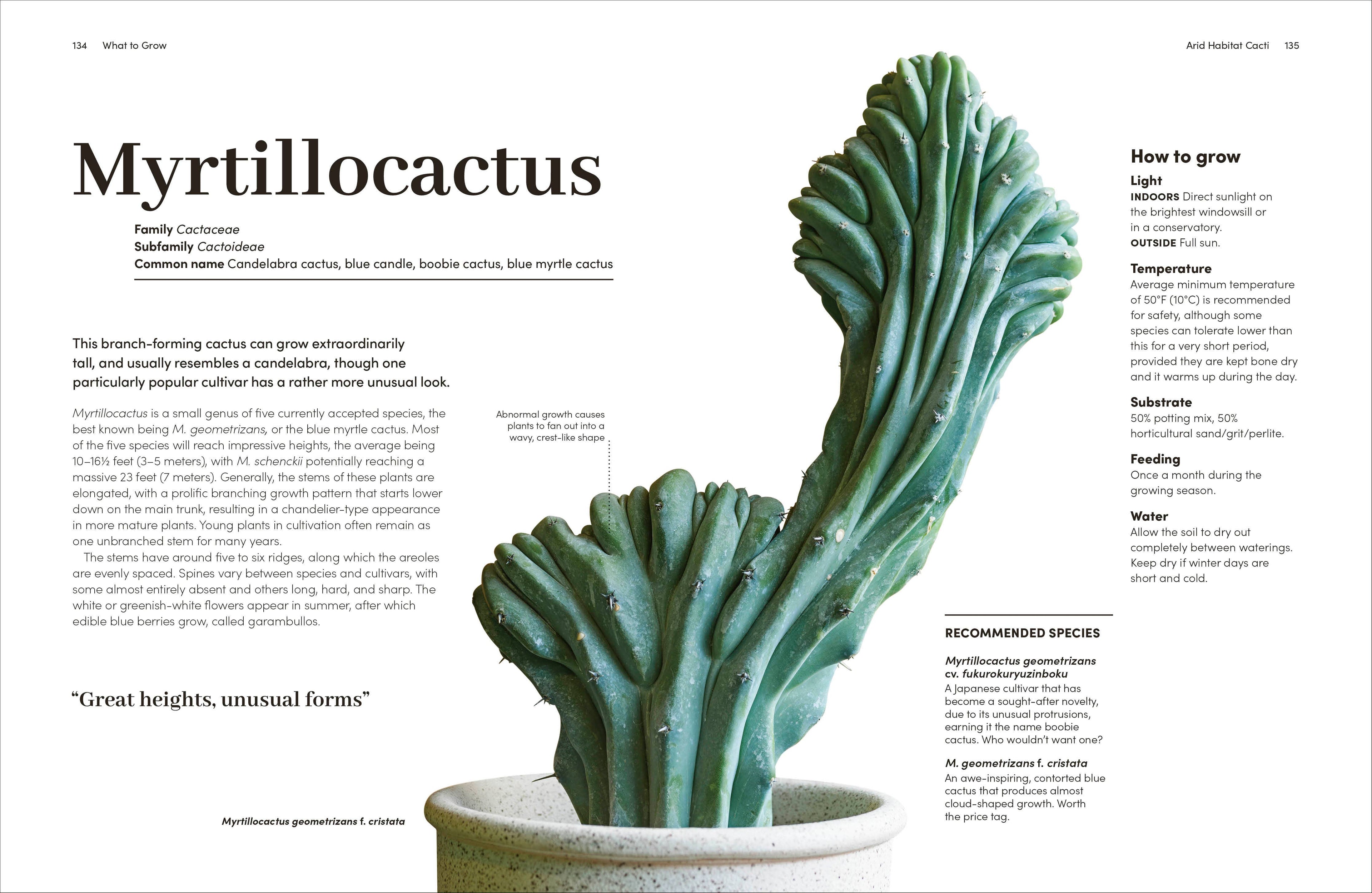 Cacti Succulents