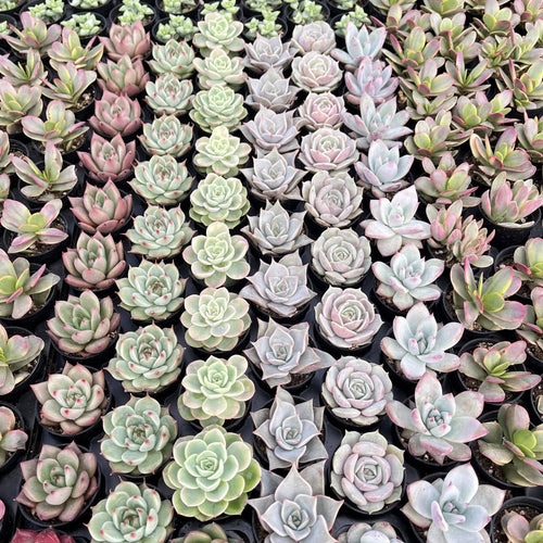 Assorted Rosettes Succulents Bulk 54 Tray - 2in Pot