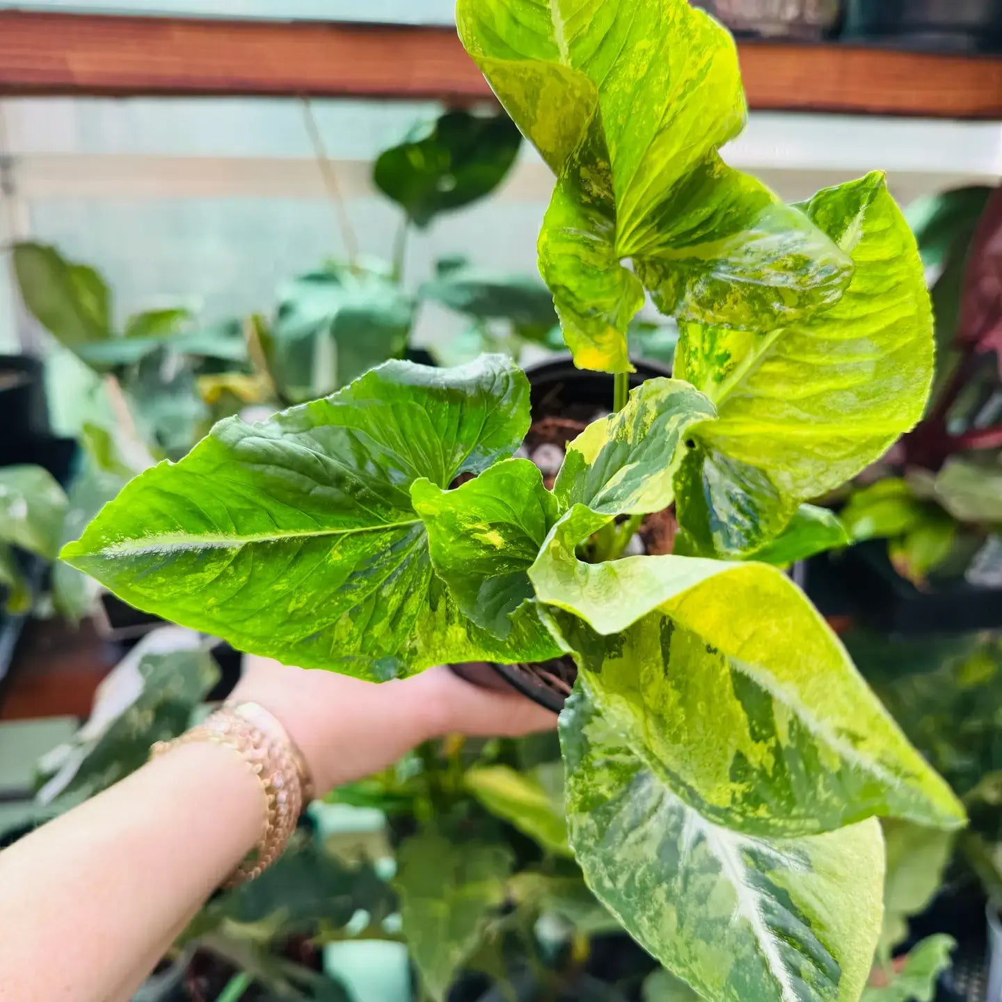 Syngonium Scrambled Eggs