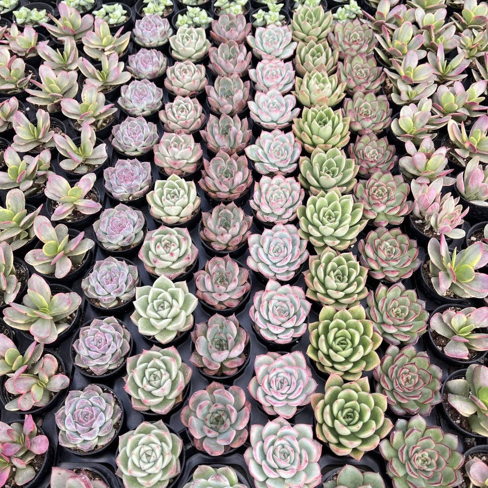 Assorted Rosettes Succulents Bulk 54 Tray - 2in Pot