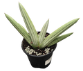 Sansevieria Ice Man 4in Grower Pot