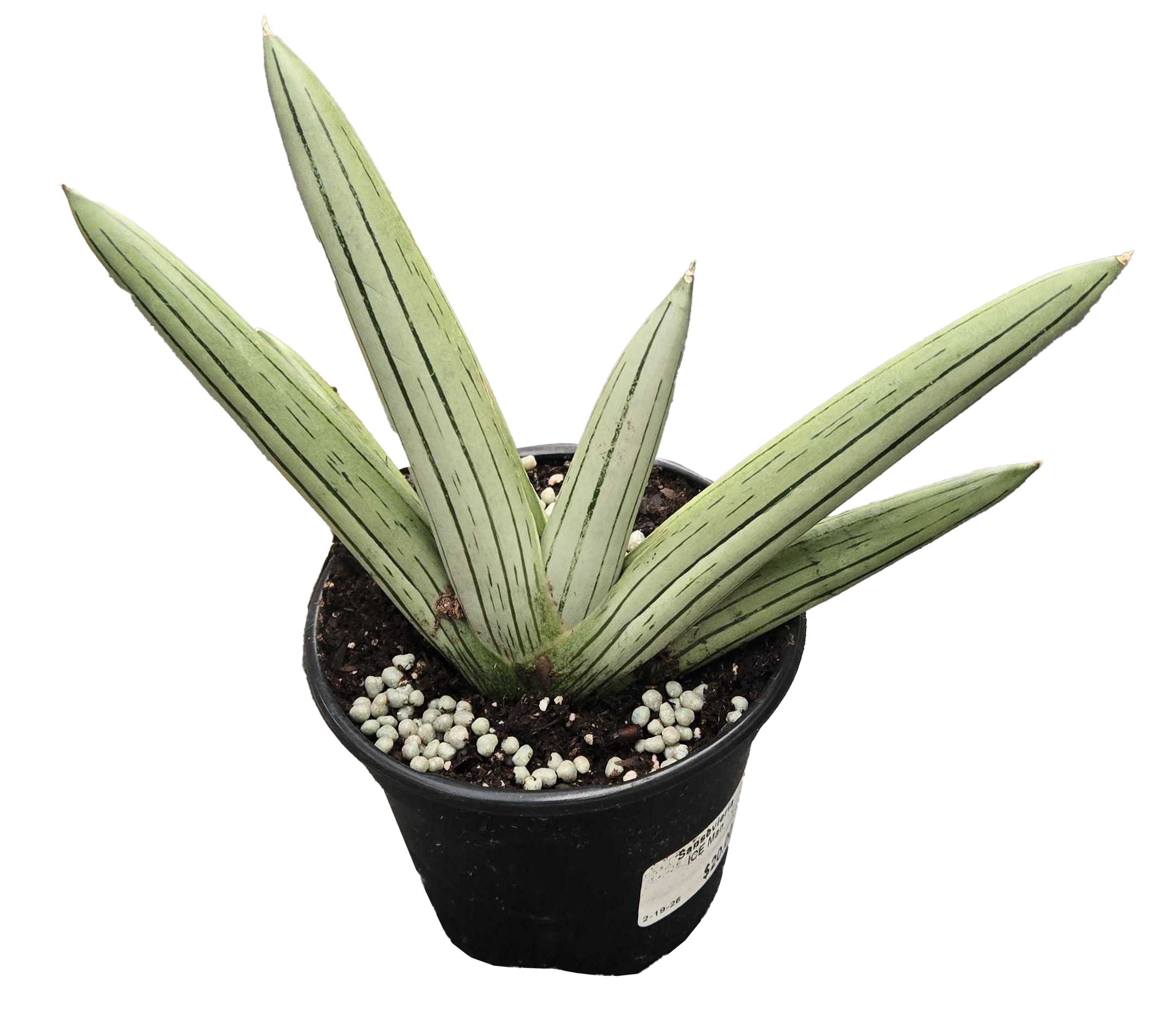 Sansevieria Ice Man 4in Grower Pot