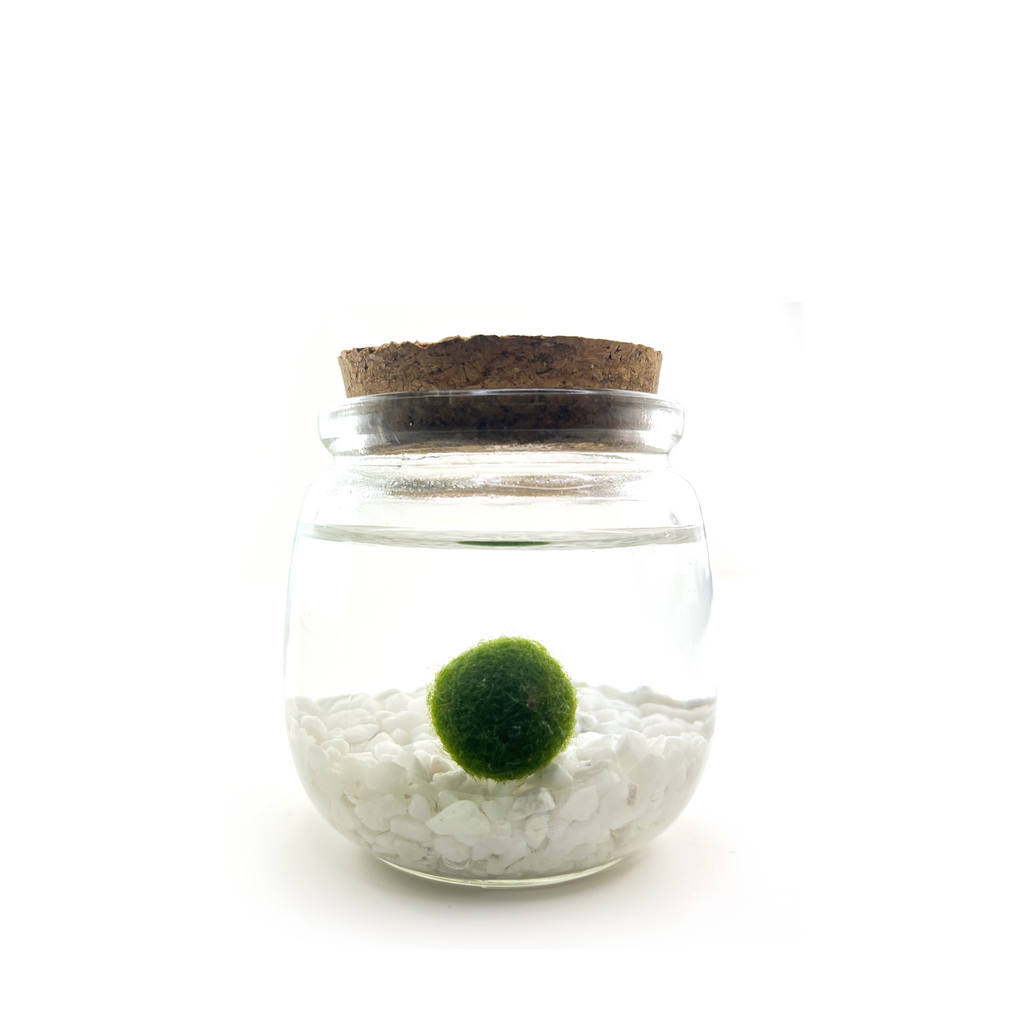 Classic Medium Marimo Moss Ball Terrarium