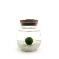 Classic Medium Marimo Moss Ball Terrarium