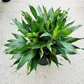 Green Jewel