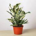 Croton Tamara 5”