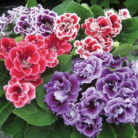 Gloxinia 4”