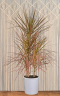 Dracaena Marg. Red Princess