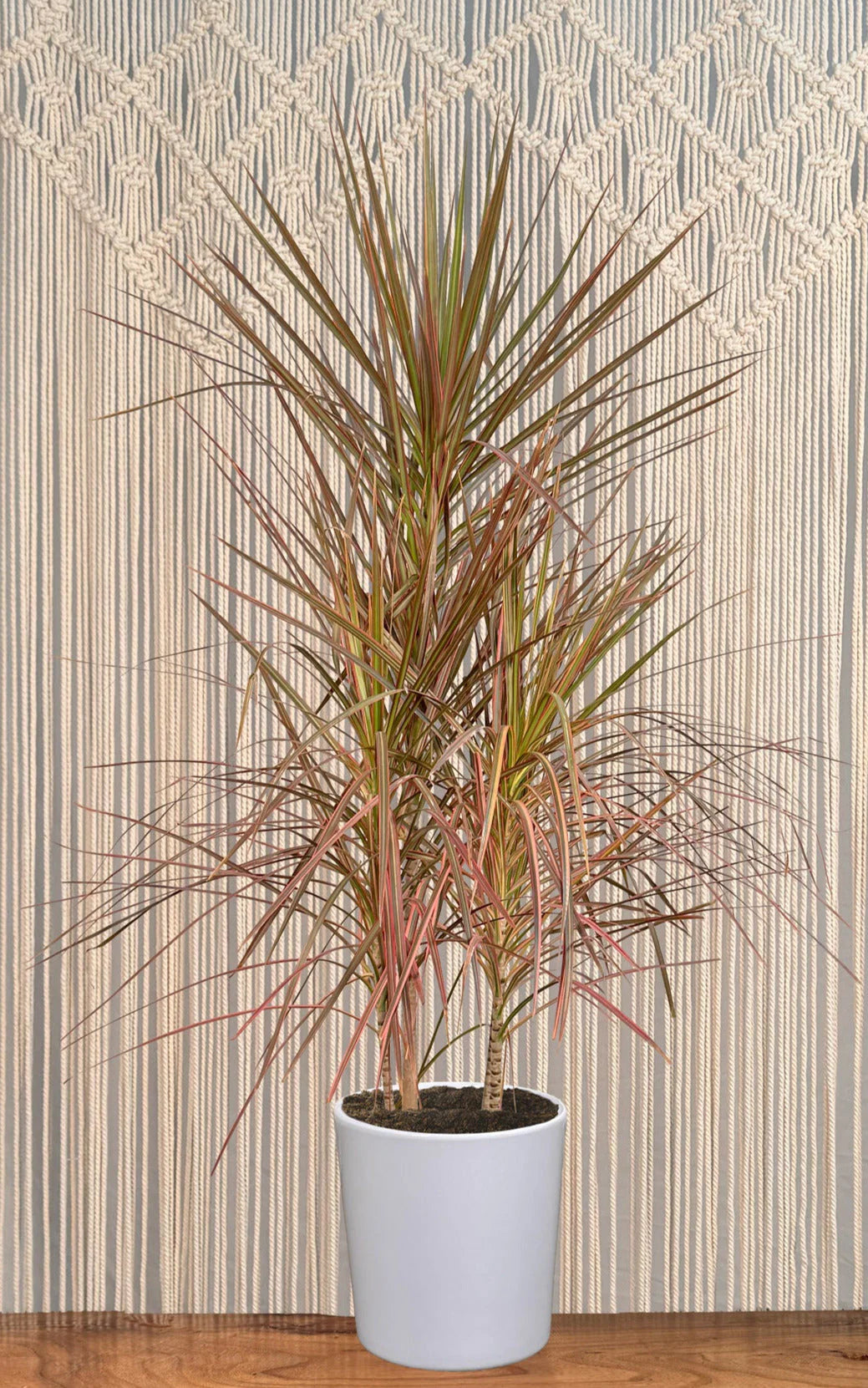 Dracaena Marg. Red Princess