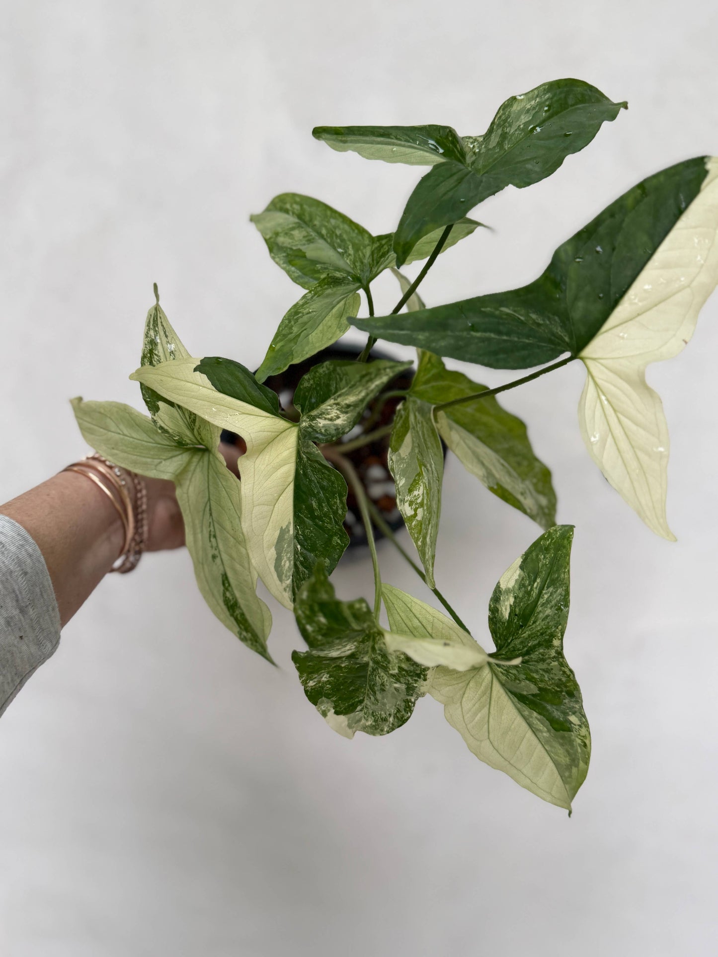 White Variegated Syngonium Albo Variegata