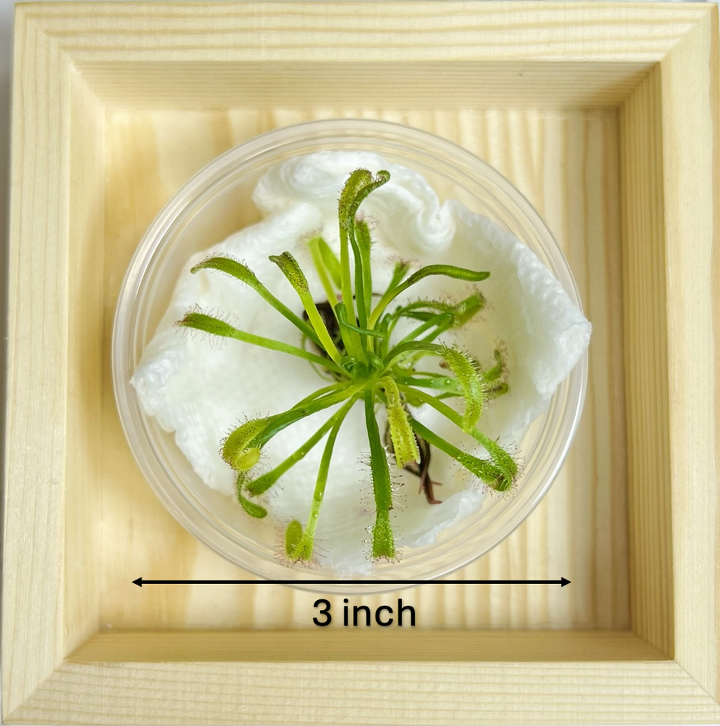 Cape Sundew(Drosera) –Gnat-Eating Carnivorous (Plant Only)