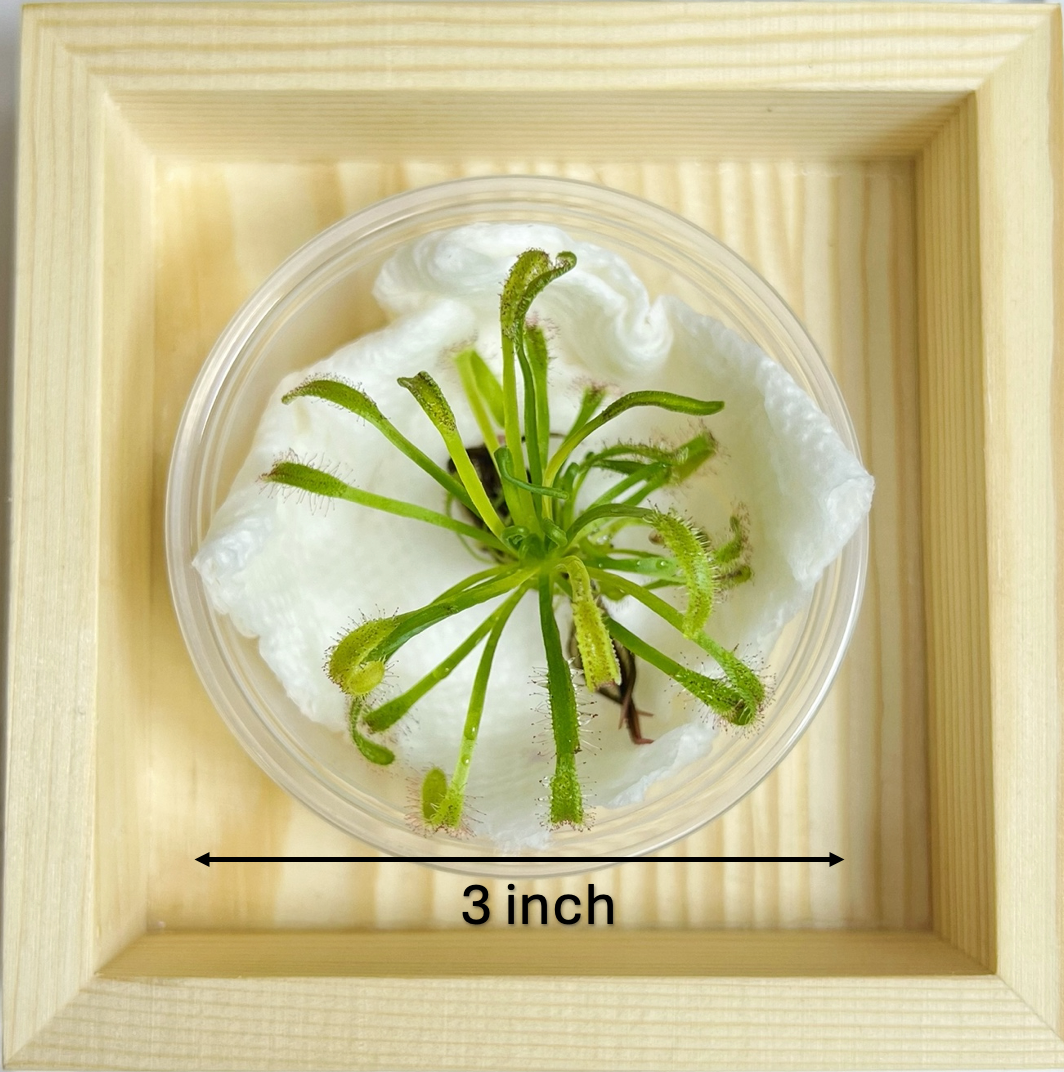 Cape Sundew(Drosera) –Gnat-Eating Carnivorous (Plant Only)