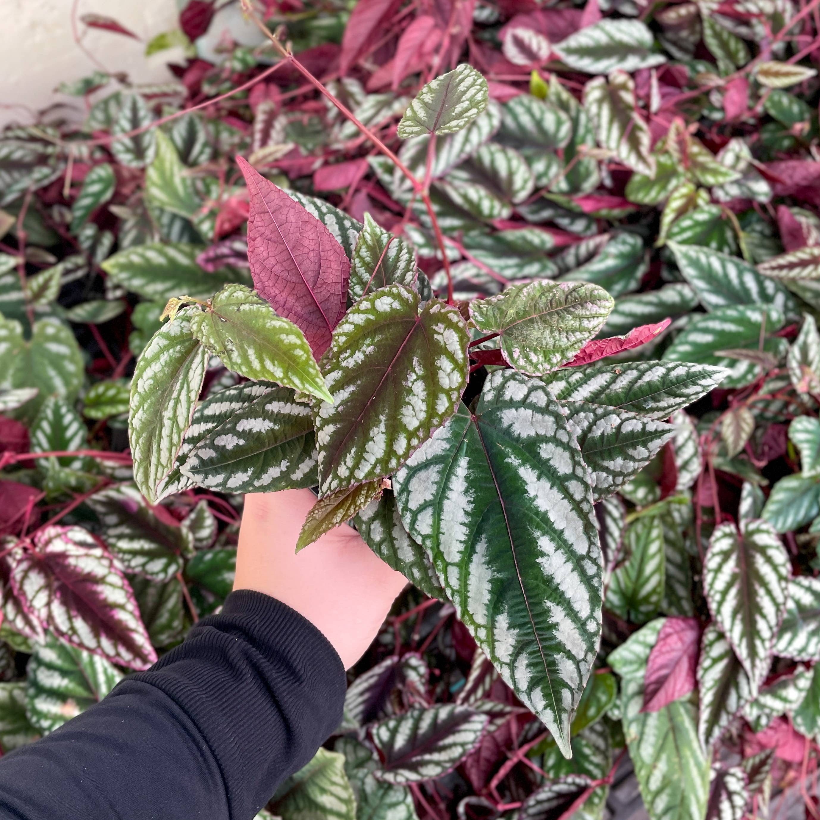 Cissus Discolor - Rex Begonia Vine - Live Plant