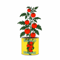 Bianco DiNapoli Tomato Plant Sticker – Foodie Illustration