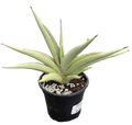 Sansevieria Chao Phraya 4in Grower Pot