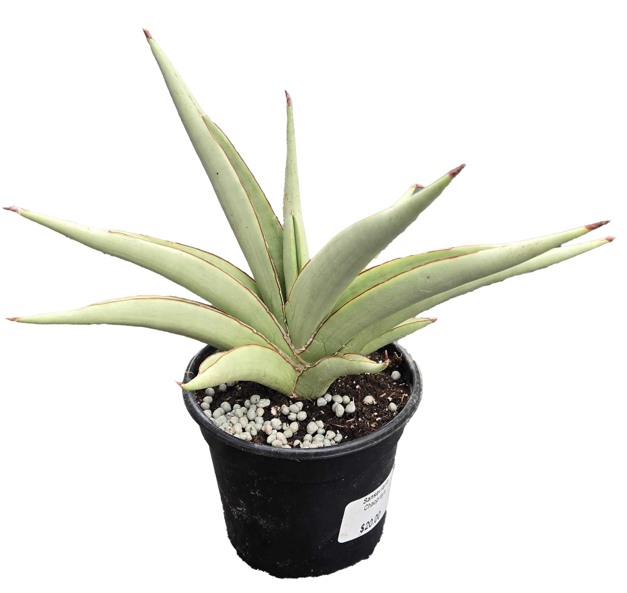 Sansevieria Chao Phraya 4in Grower Pot