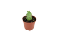 Cactus Boobie Mini 3 inch Grower Pot
