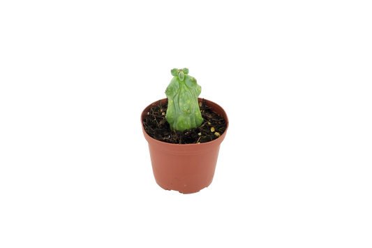 Cactus Boobie Mini 3 inch Grower Pot
