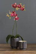 Ziva Pot 5”